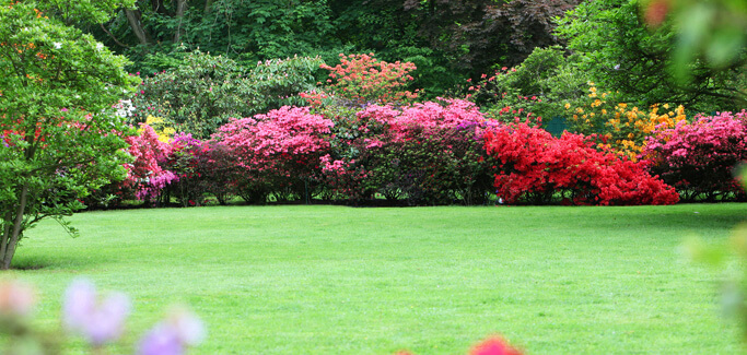 Beautiful landscape with flowers